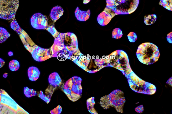 Vitamine C LPA x10 - gryphea.org